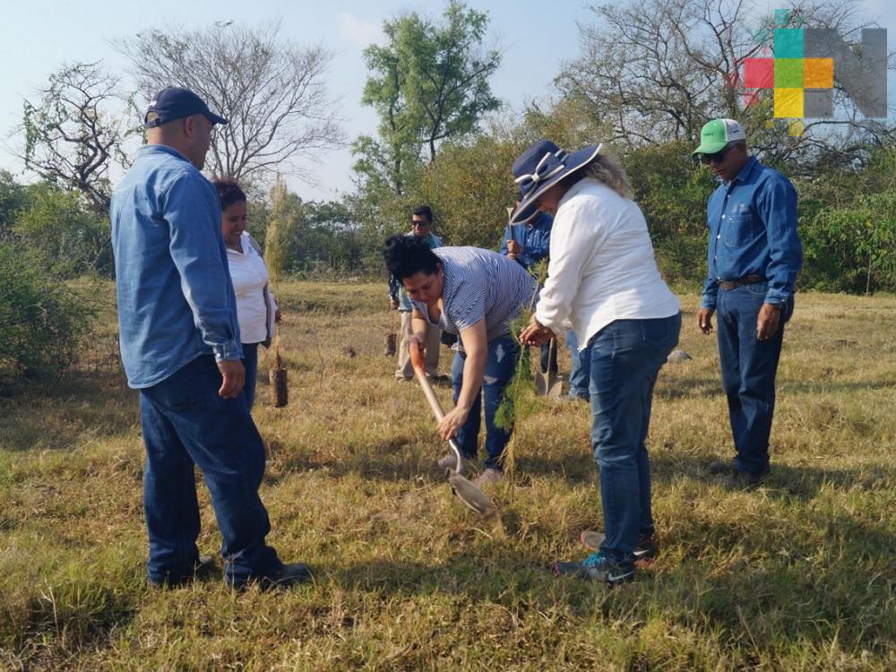 La reforestación contribuye al fortalecimiento de los mantos acuíferos: CAEV