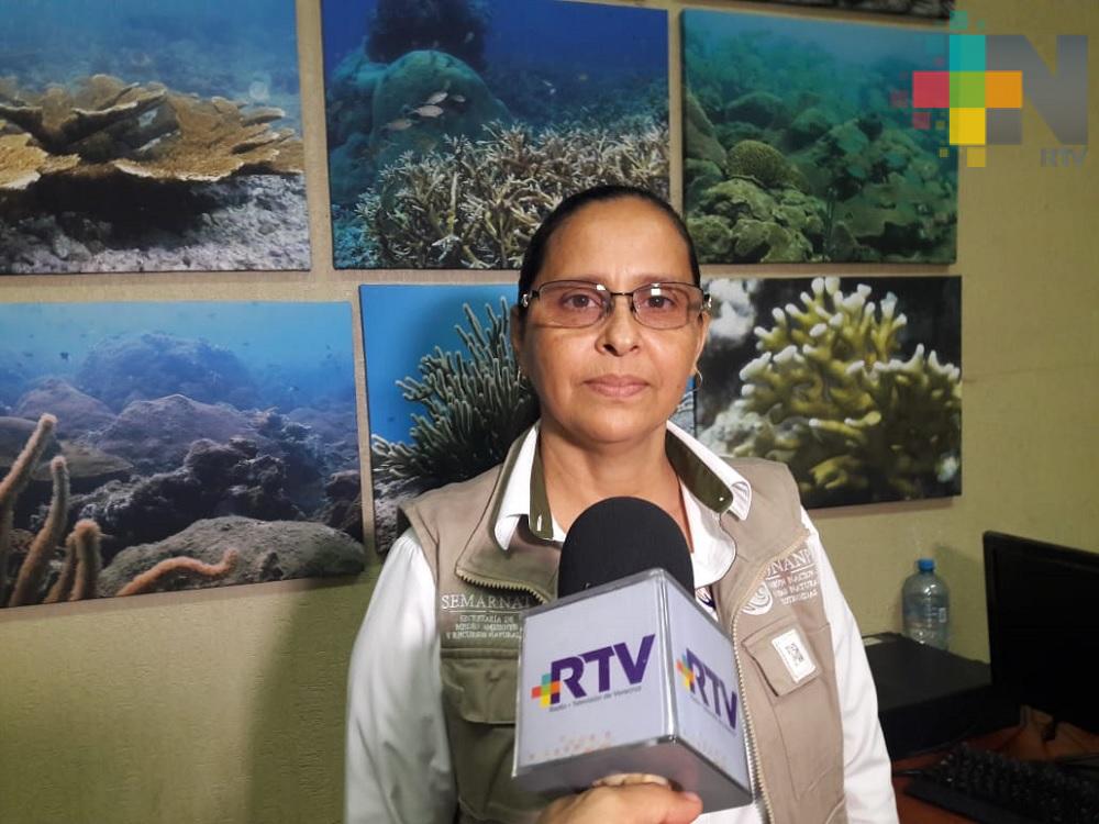 Piden respetar el desove de tortugas en litoral veracruzano