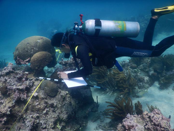 UV cumple con monitoreo de flora y fauna marina en el Sistema Arrecifal Veracruzano