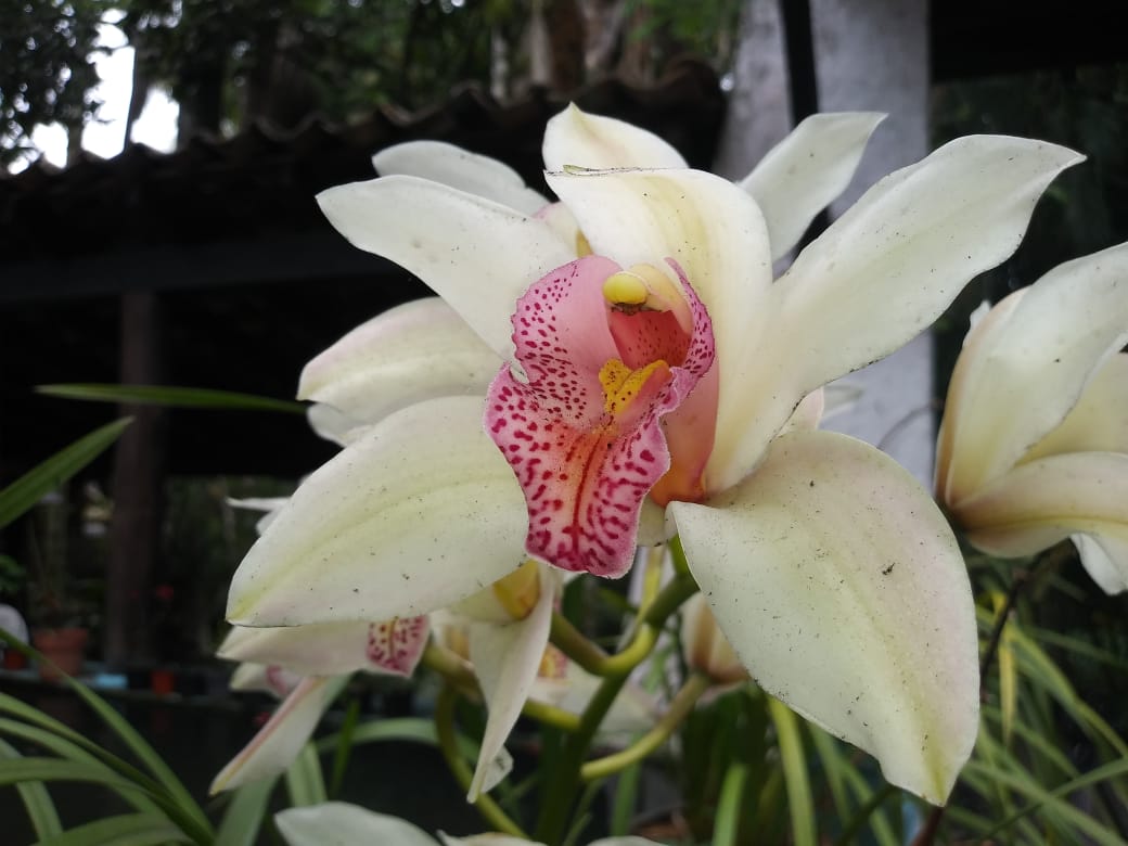 Orquídea en Zimpizahua