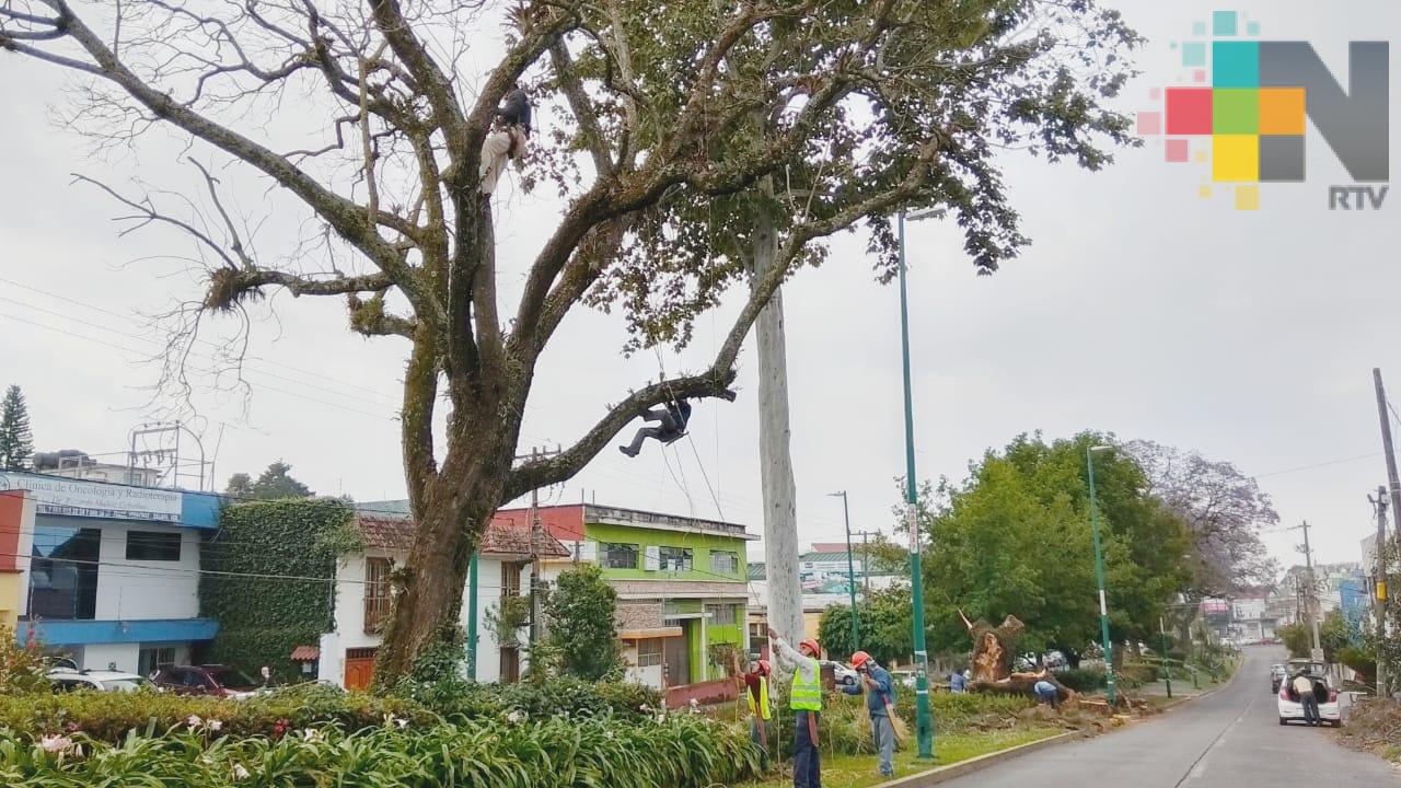 Retiran dos árboles de jacaranda en la avenida Orizaba de Xalapa