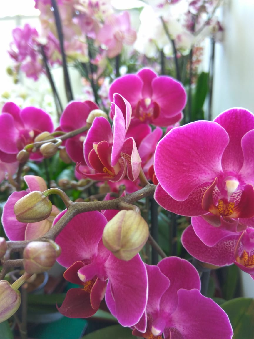 Festival Internacional de la Orquídea en Coatepec durante Semana Santa