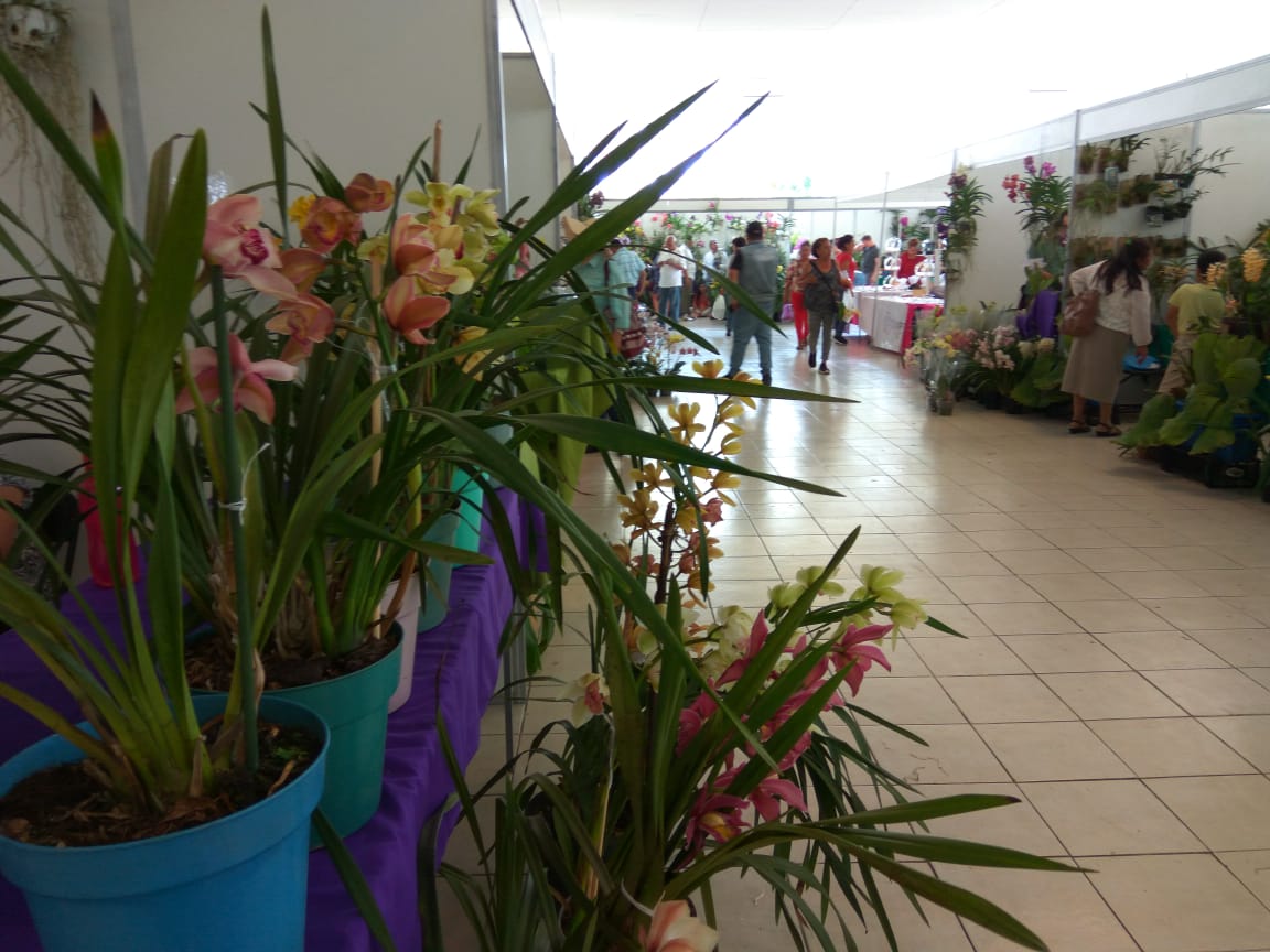 Festival Internacional de la Orquídea MÁSNOTICIAS