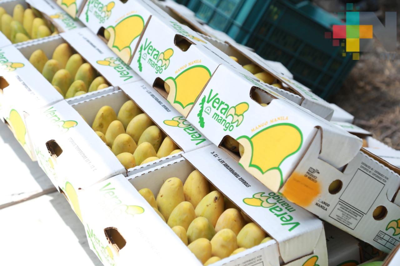 Mango veracruzano certificado como libre de Mosca de la Fruta: SEDARPA