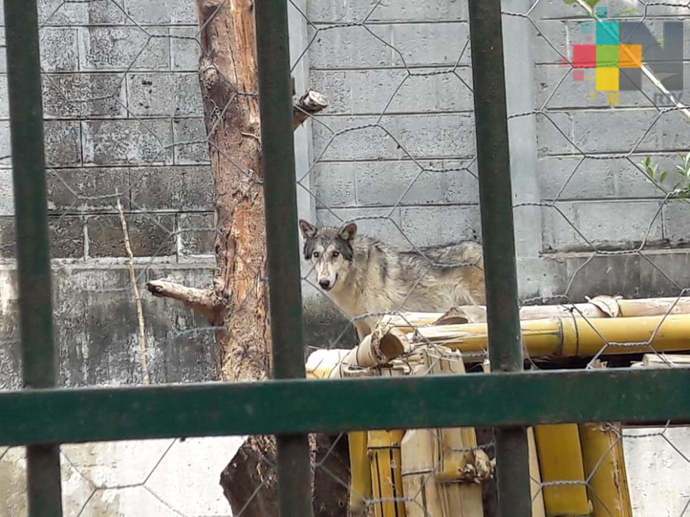 Zoológico de Veracruz recibe dos lobos canadienses