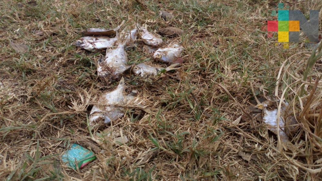 Continúa mortandad de peces en el río Aguadulcita, al sur de Veracruz