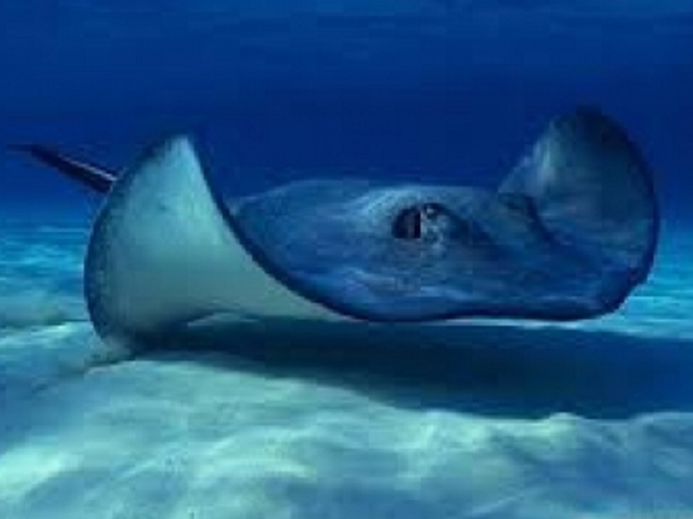 Científicos realizan primer ultrasonido subacuático a mantarraya