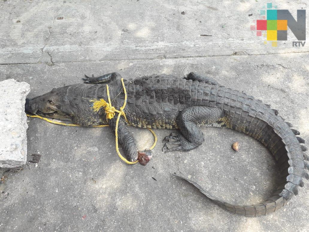 Rescatan a cocodrilo en la colonia Francisco Villa de Coatzacoalcos