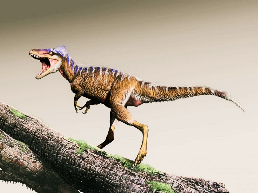 Descubren diminuto dinosaurio pariente del Tyranosaurio Rex Descubren diminuto dinosaurio pariente del Tyranosaurio Rex