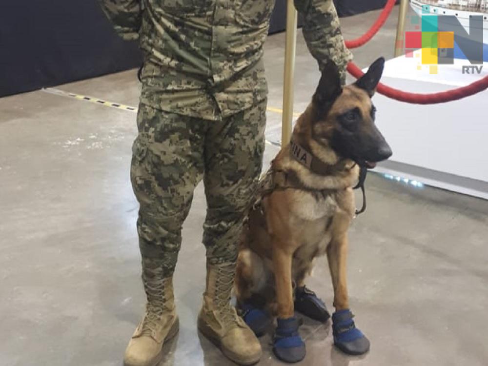 Evil, perro rescatista presente en la Expo Mar del WTC de Boca del Río