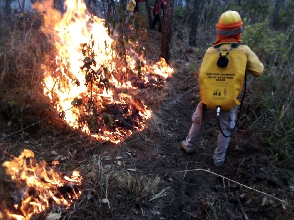 Durante la temporada crítica de incendios forestales se han afectado más de 11 mil hectáreas