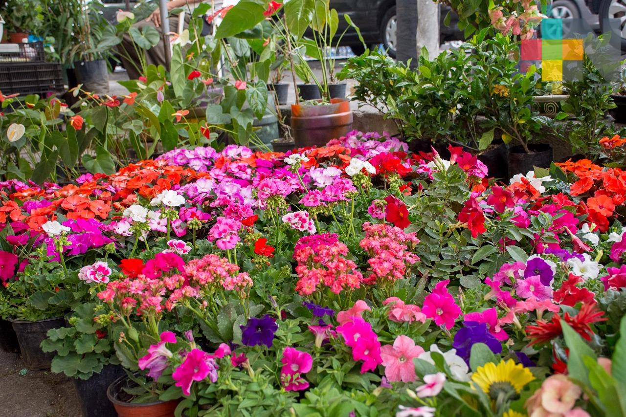 Inicia segunda Expo Flor en Fortín