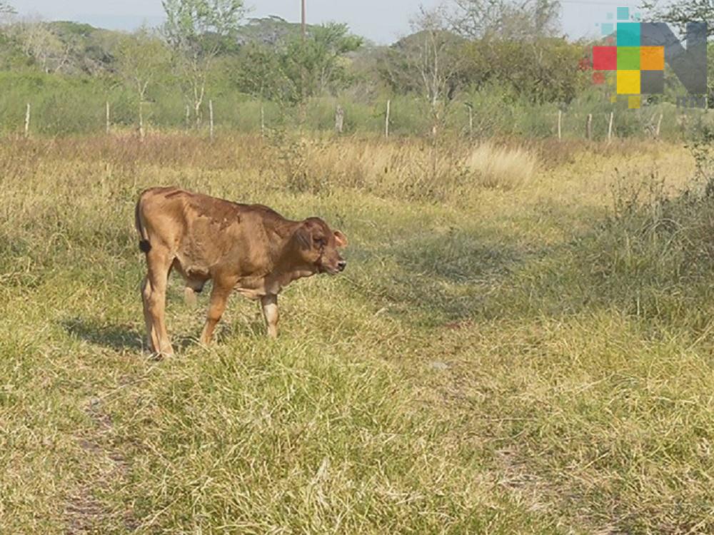 Fuerte sequía afecta al sector ganadero de la región Huasteca