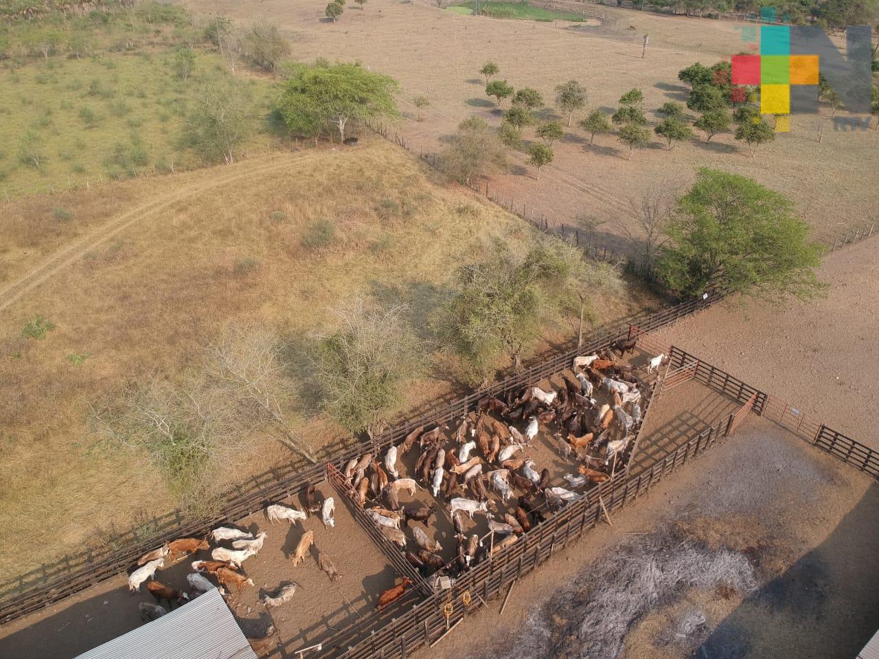 Ganaderos de Tantoyuca esperan programas de SAGARPA y SADER