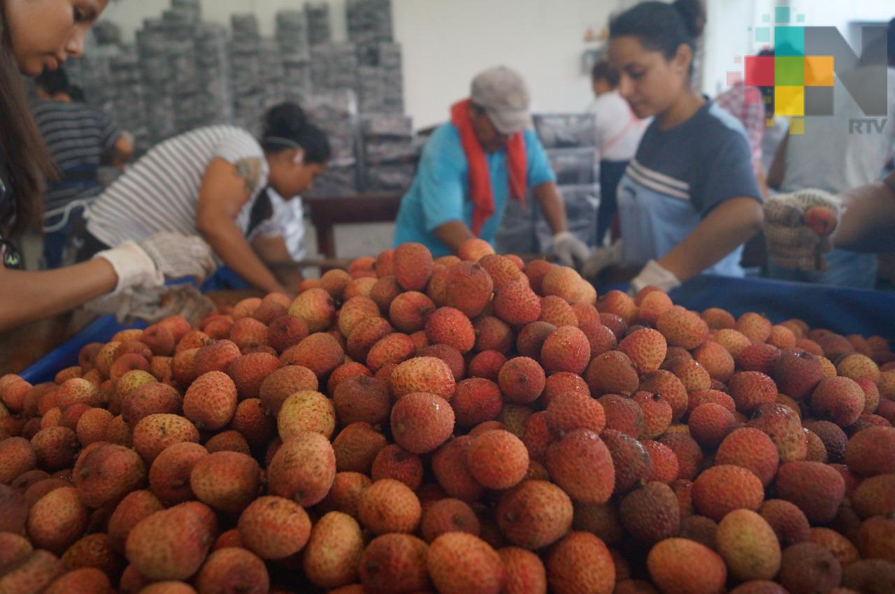 El litchi, cultivo alternativo en la zona centro-norte de Veracruz