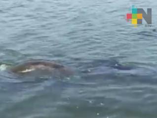 Manatíes sorprenden a habitantes de Nanchital