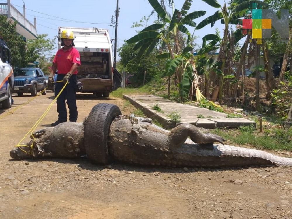 Muere cocodrilo asfixiado en canal pluvial de colonia de Tuxpan
