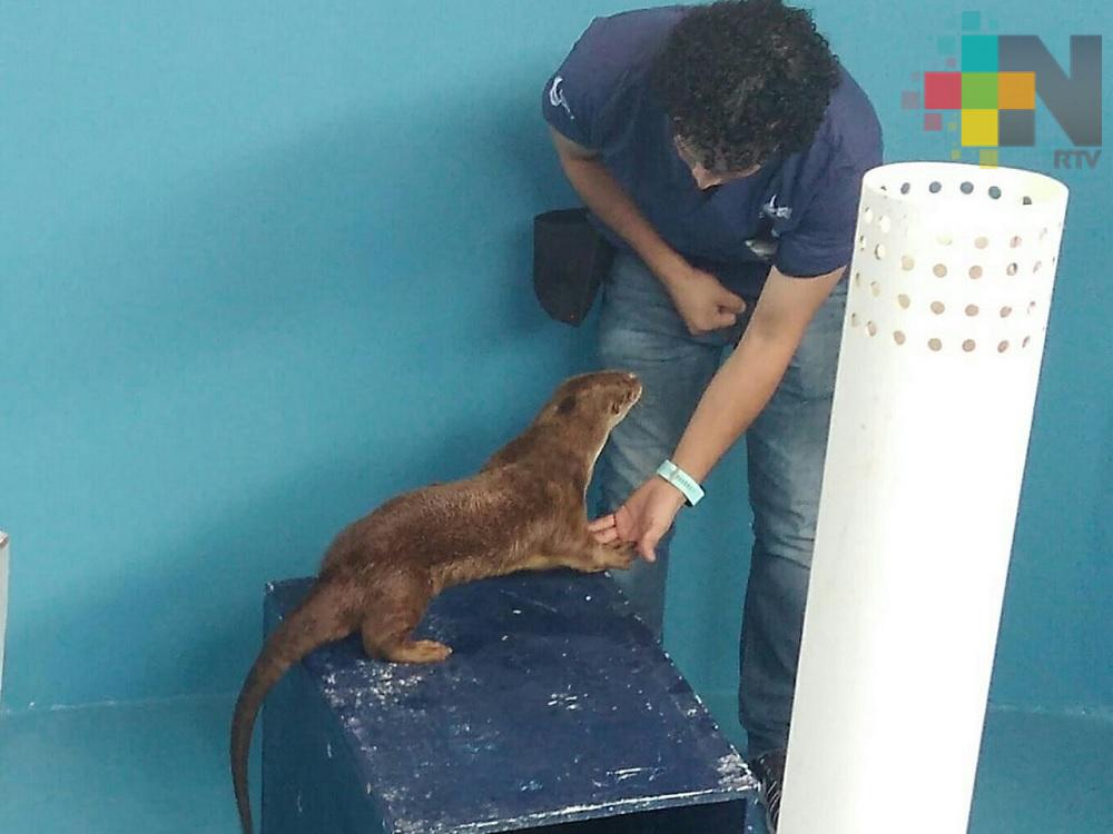 Nutrias, especie en peligro de extinción