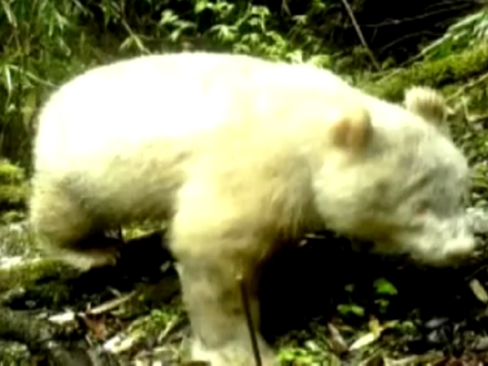 Difunden imágenes del primer panda albino en China