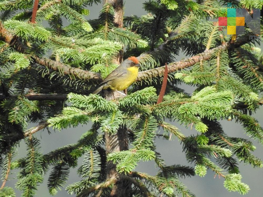 Parque Nacional Pico de Orizaba, conservador de la riqueza biológica de México