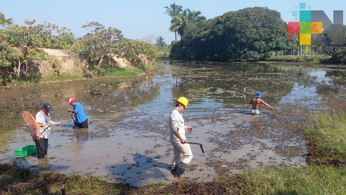 Veracruz, libre de transmisión de paludismo: Secretaría de Salud