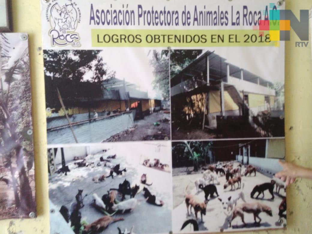 Durante 16 años, La Roca ha protegido perros y gatos en situación de calle