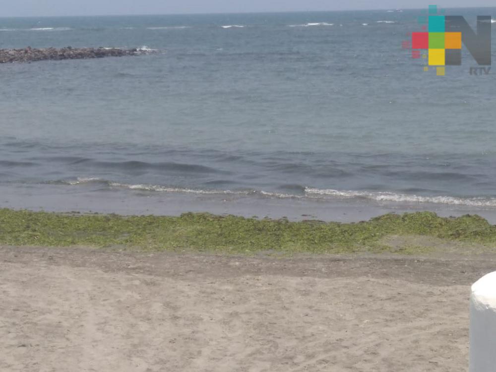 Macroalgas siempre han estado presentes en Veracruz