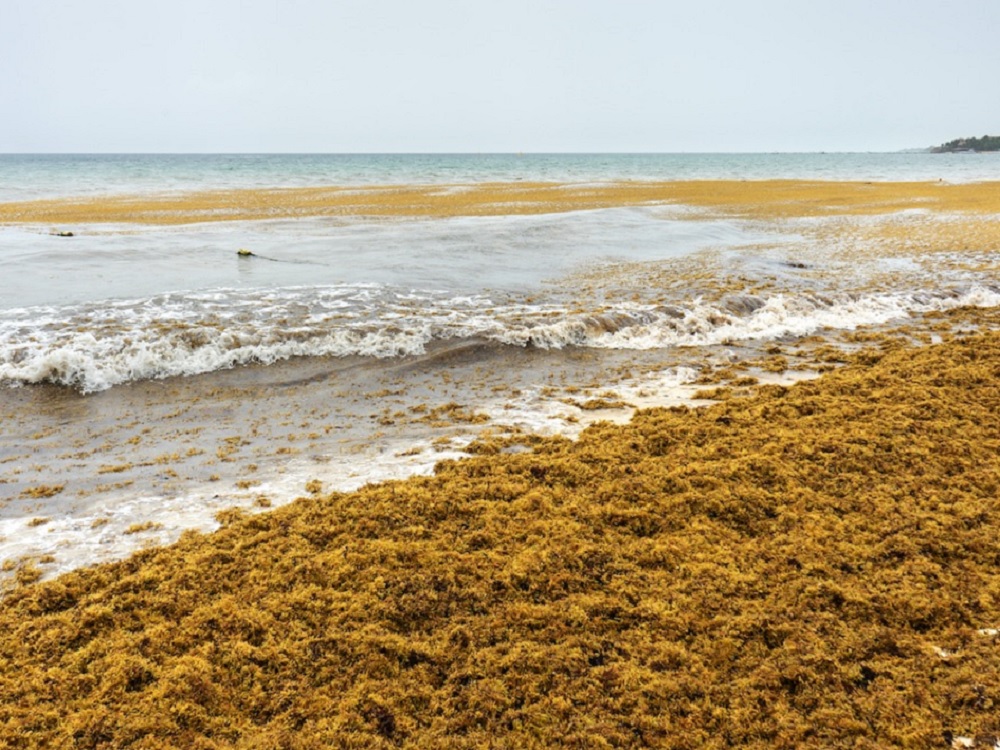 Desarrolla IPN vehículo eléctrico sustentable para limpieza del sargazo