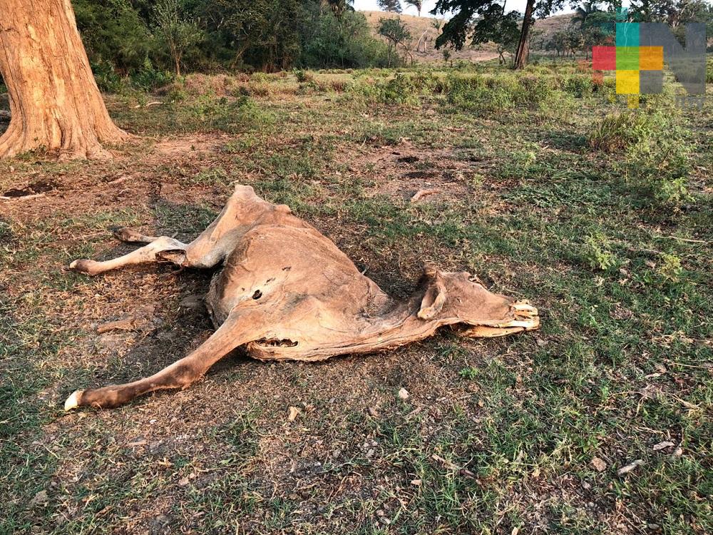 En Tierra Blanca mueren 300 cabezas de ganado por temporada de estiaje