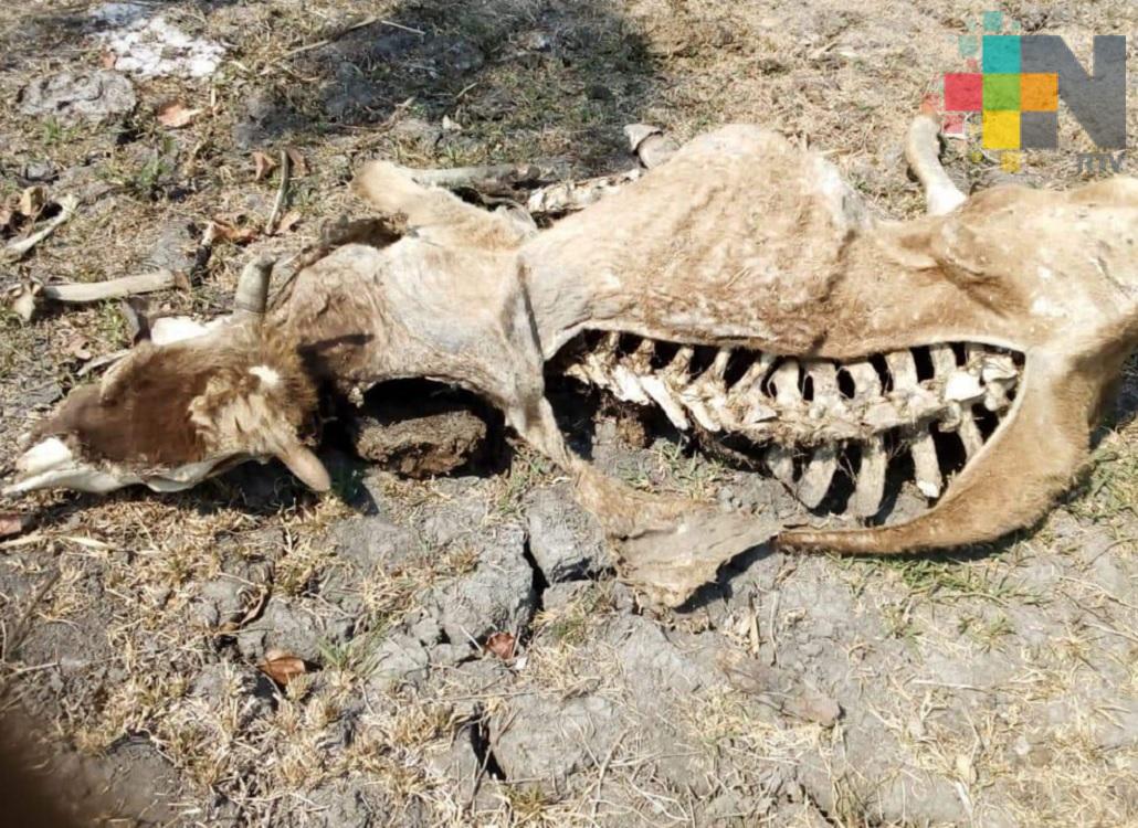 Sequía provoca muerte de ganado en Chinameca