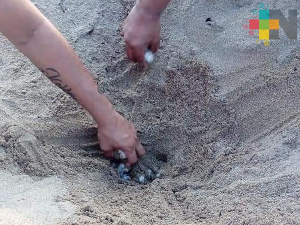 Tortuga deposita más de 100 huevos en playa Villa Allende de Coatzacoalcos