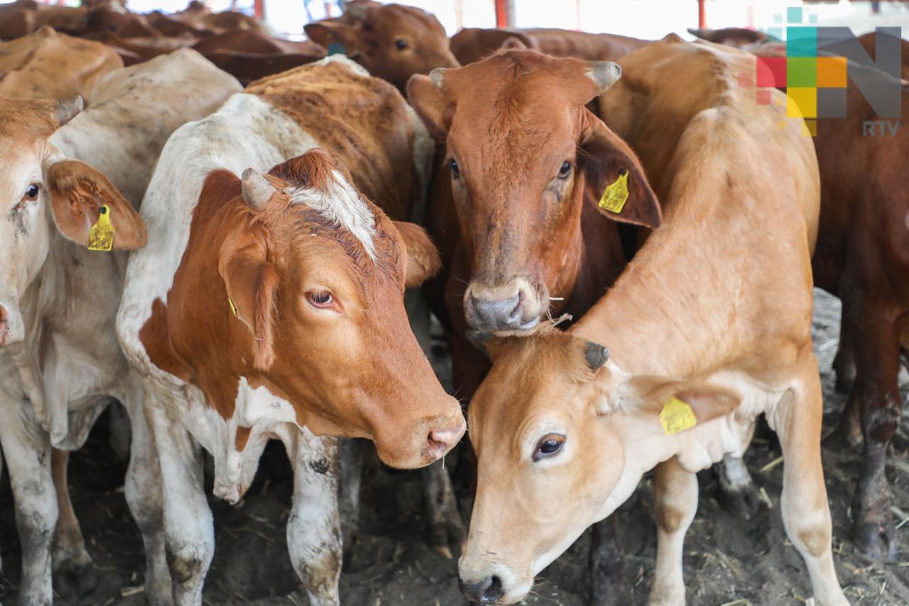 Pese a estiaje, Veracruz es uno de los principales exportadores de carne de bovino a nivel internacional