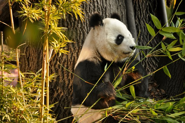 Sedema convoca a concurso para festejar a pandas gigantes de Chapultepec