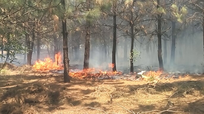 Más de ocho incendios forestales han afectado siete hectáreas de pastizales en Huayacocotla