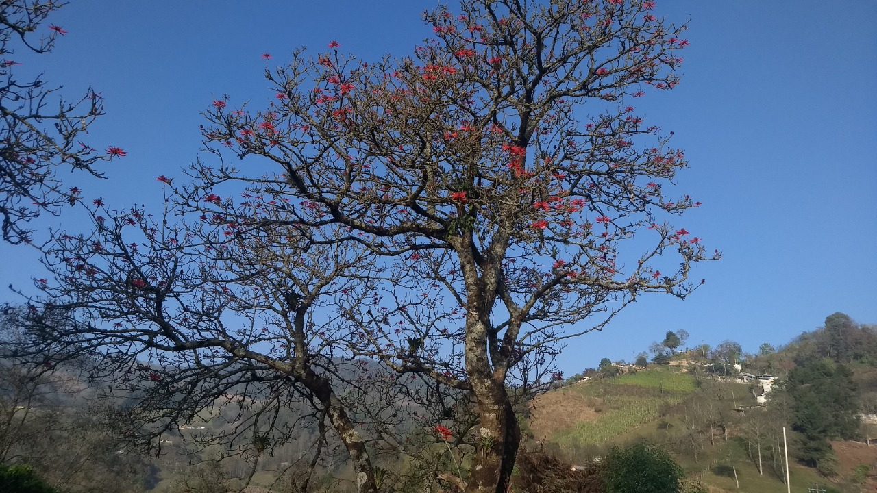 Reforestar con árboles de quemite para fortalecer la cultura en Zacualpan 