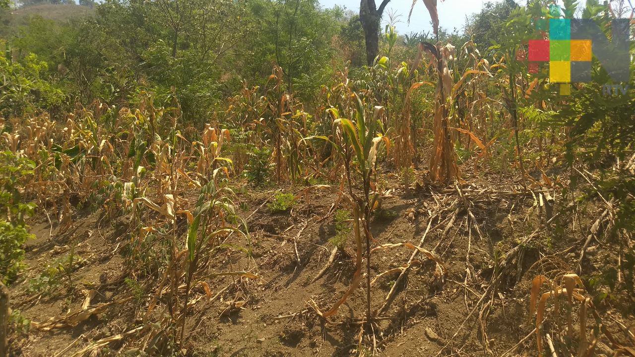 Frío y lluvia afectan cultivos en municipio de Villa Aldama, iniciarán pago del Seguro Catastrófico