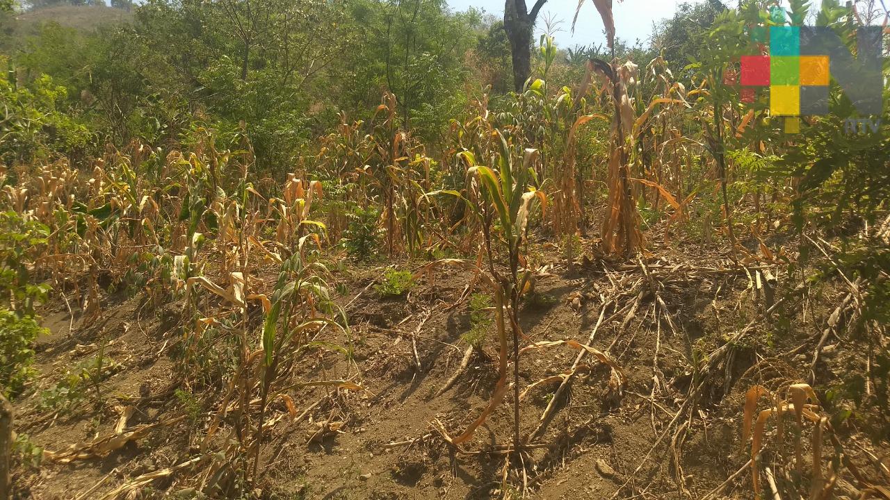 Afectadas mil hectáreas de cultivos en Ilamatlán