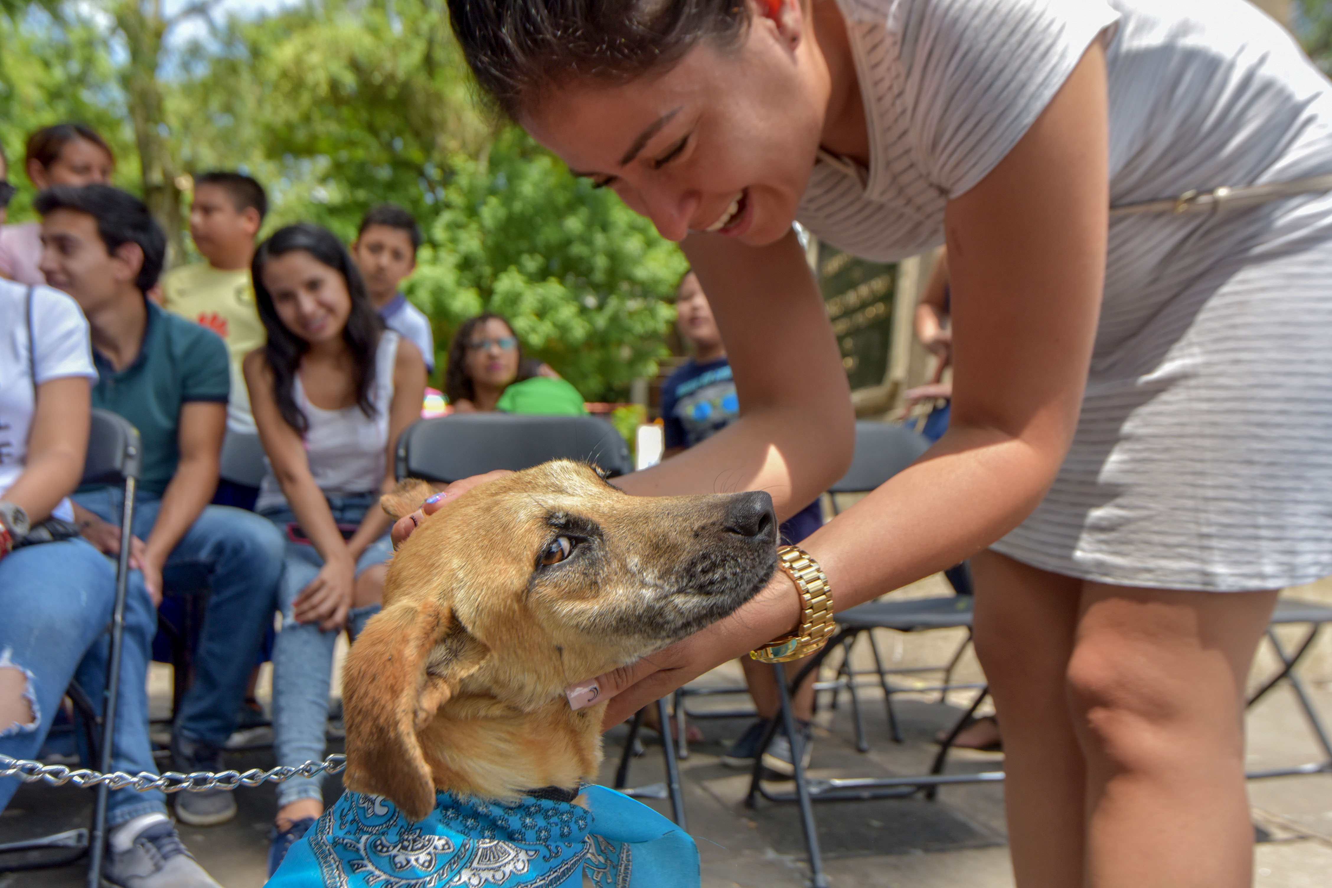 Pasarela de adopción de perros