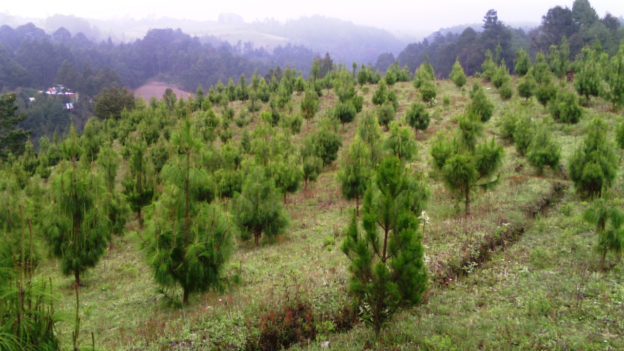Este año se plantarán más de 1 millón de árboles para recuperar terrenos degradados en Veracruz: Conafor