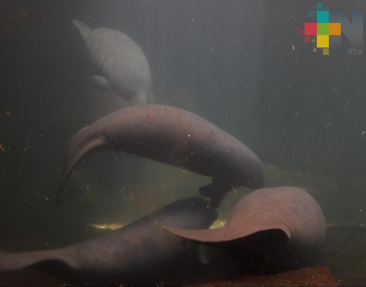 Murió un manatí en el Acuario y la administración se ha negado a presentar el informe: Gobernador