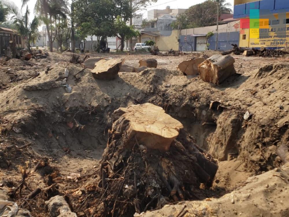 Deberán sembrar 50 árboles en área verde dañada de Coatzacoalcos