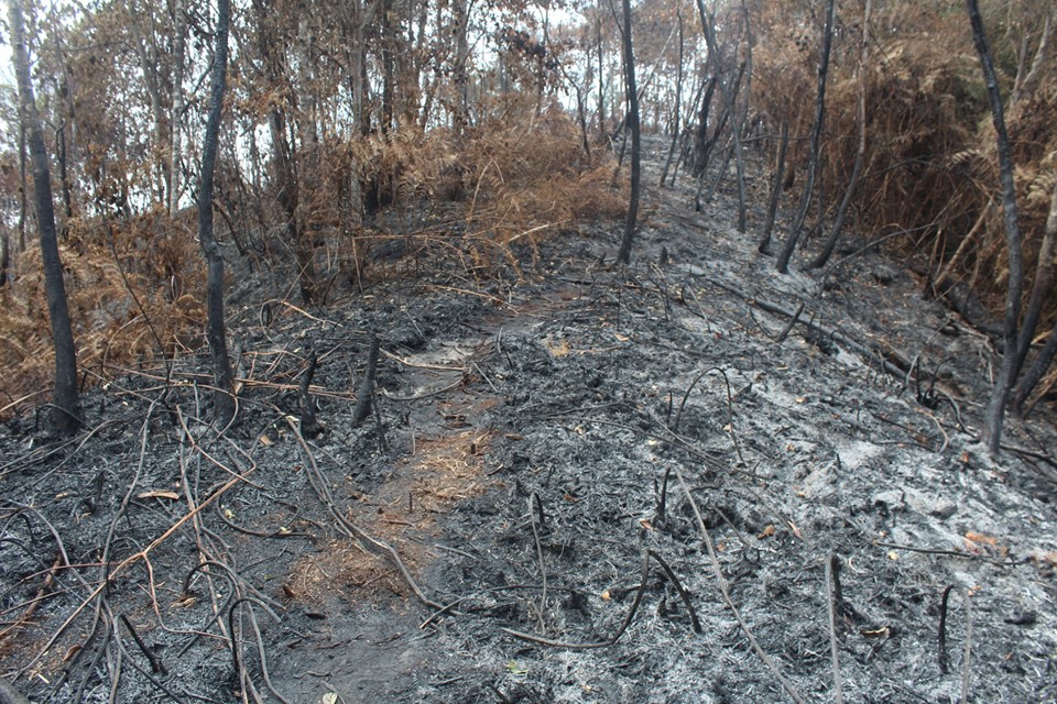Sofocan incendio en zona montañosa de Yecuatla