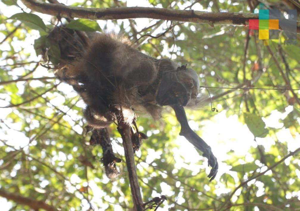 Cerca de 30 monos aulladores han muerto en Minatitlán