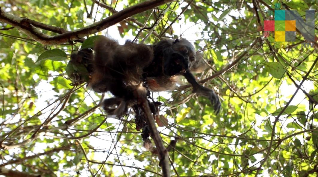 Mueren monos en Minatitlán por altas temperaturas