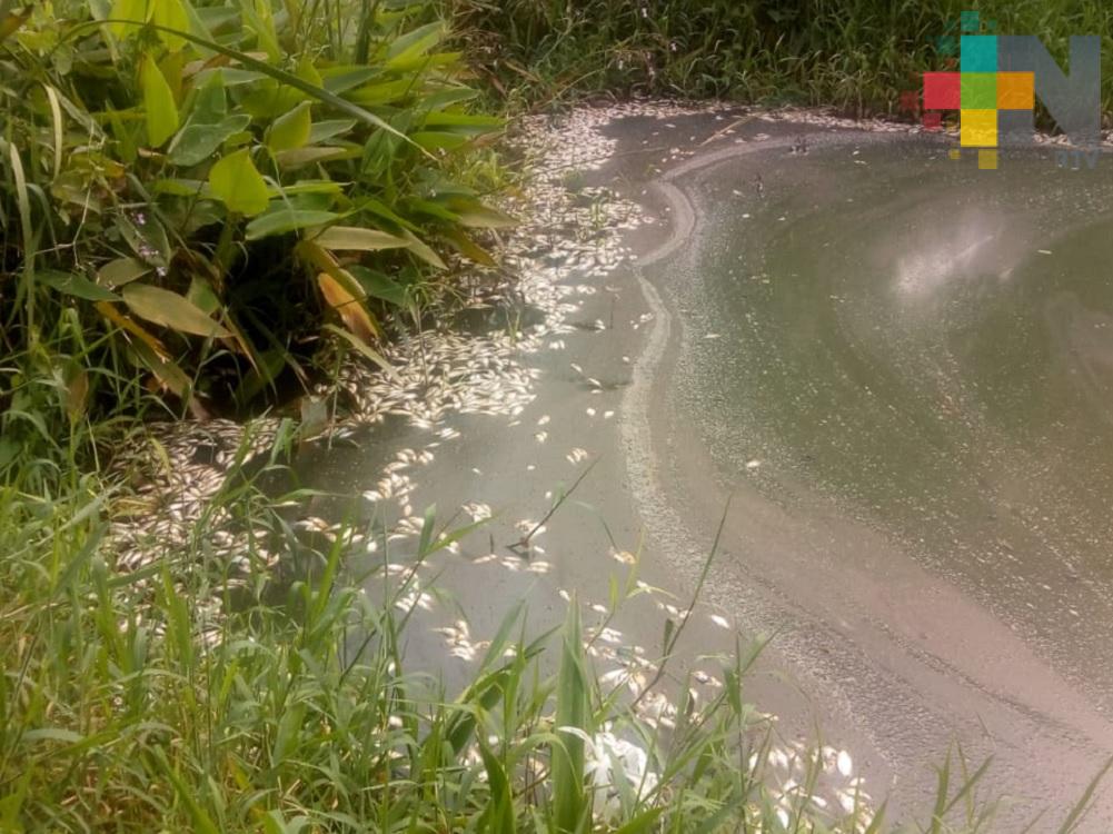 Se registra mortandad de peces en laguna de Medellín de Bravo