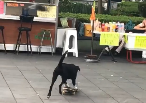 ¿Habían visto un perro en patineta?