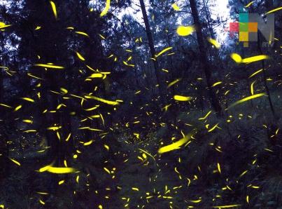 Santuario de las Luciérnagas reabrirá por unos tres meses