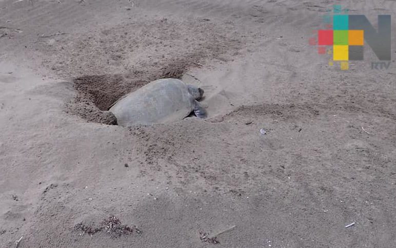 Tras retiro de chapopote, llegaron a desovar tortugas a playas de Tecolutla