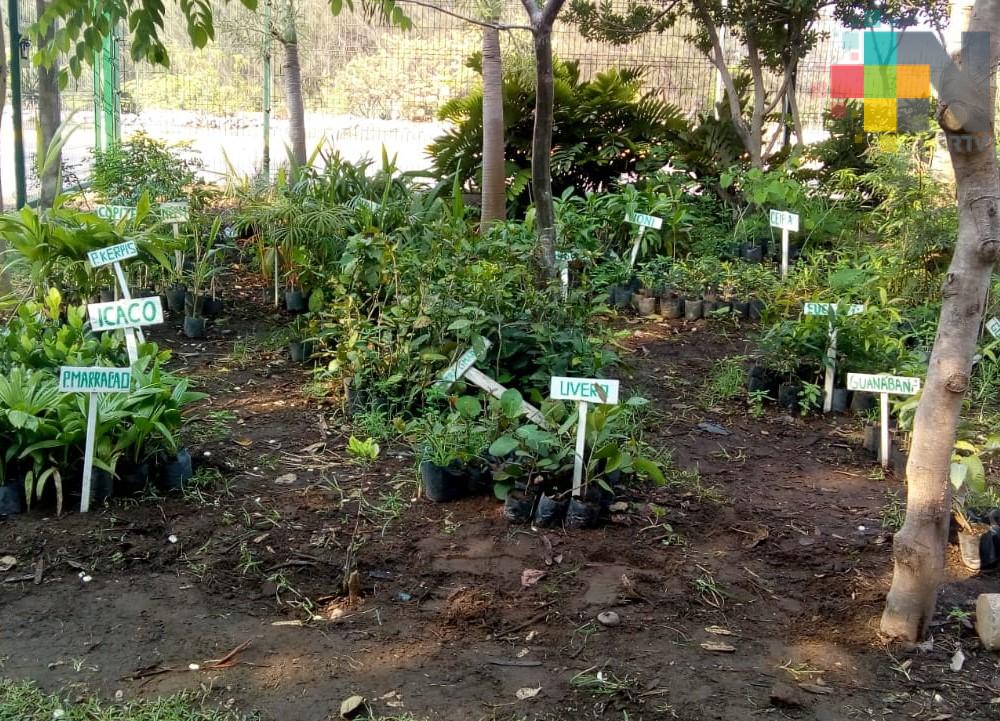 Realiza Apiver campaña de reforestación permanente