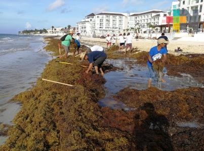 Se mantiene expectativa de alto recale de sargazo en Quintana Roo